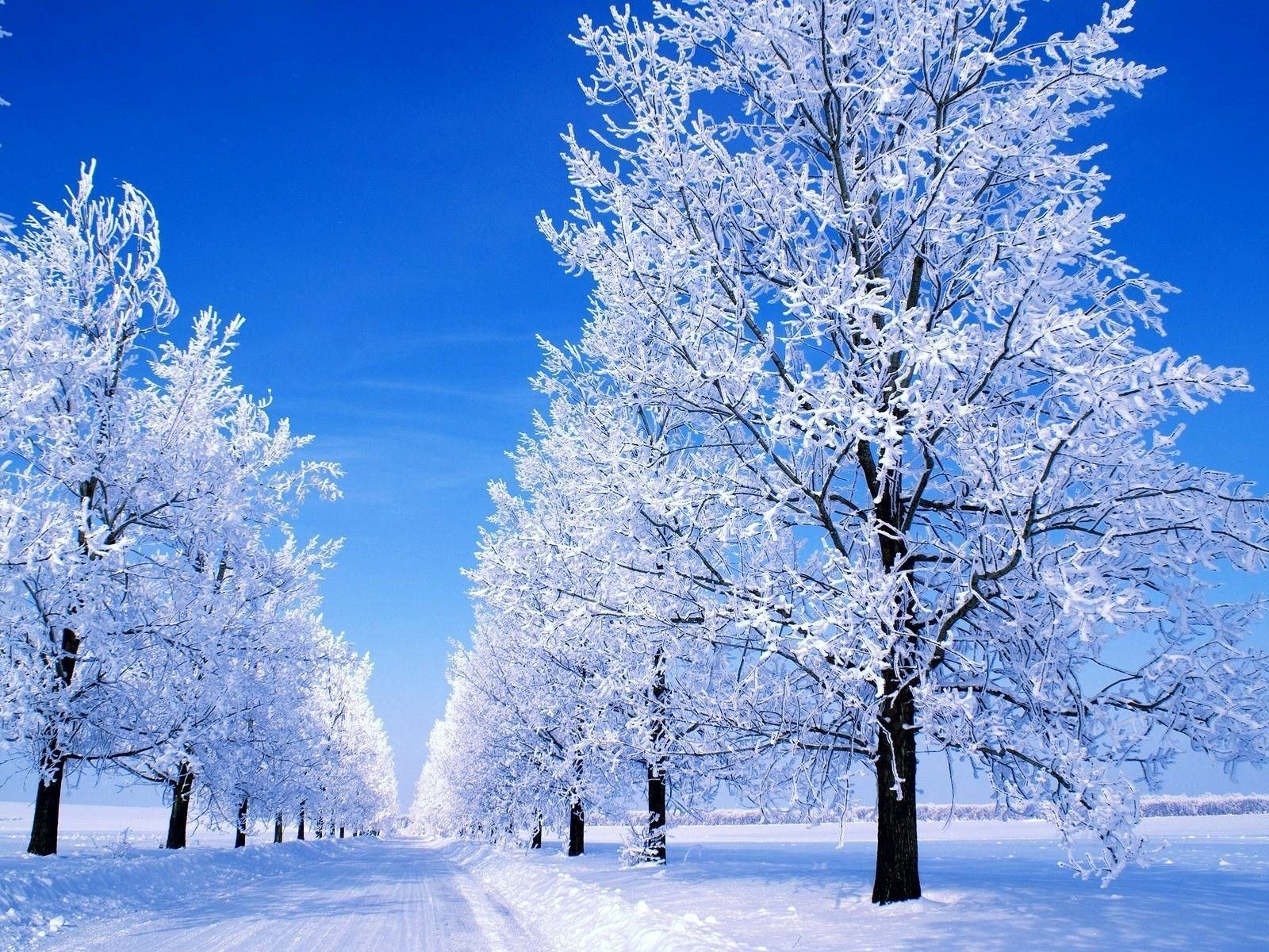 Snow Scene Wallpapers