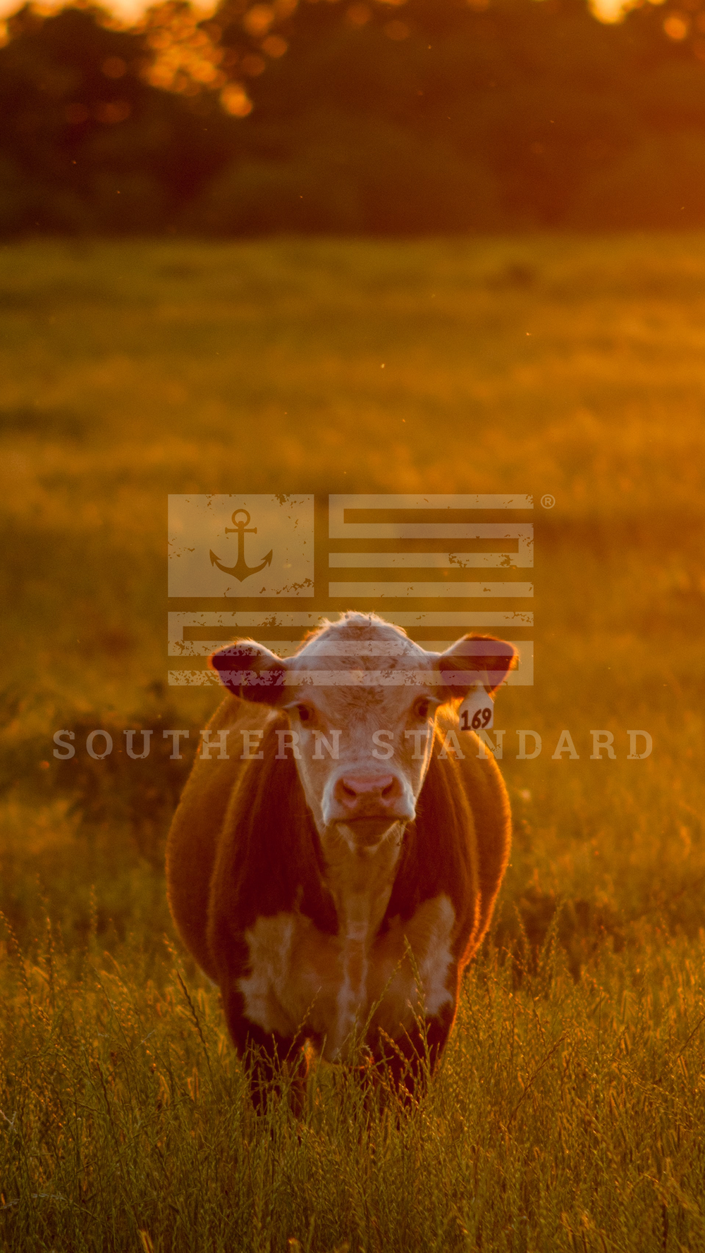 Southern Wallpapers