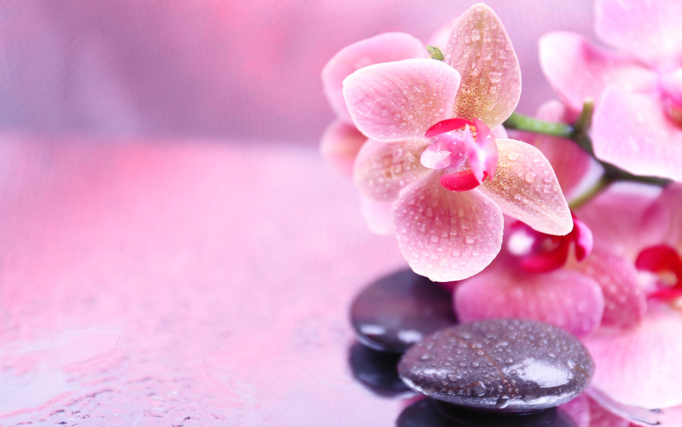 Spa Flowers Wallpapers