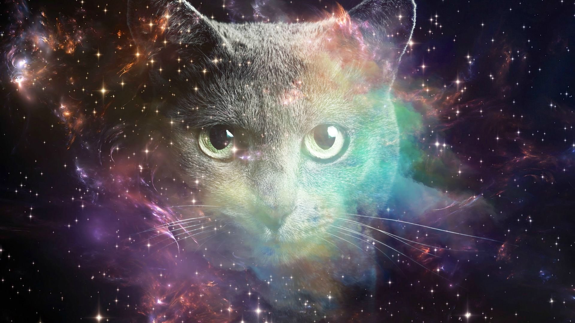 Space Cat Wallpapers