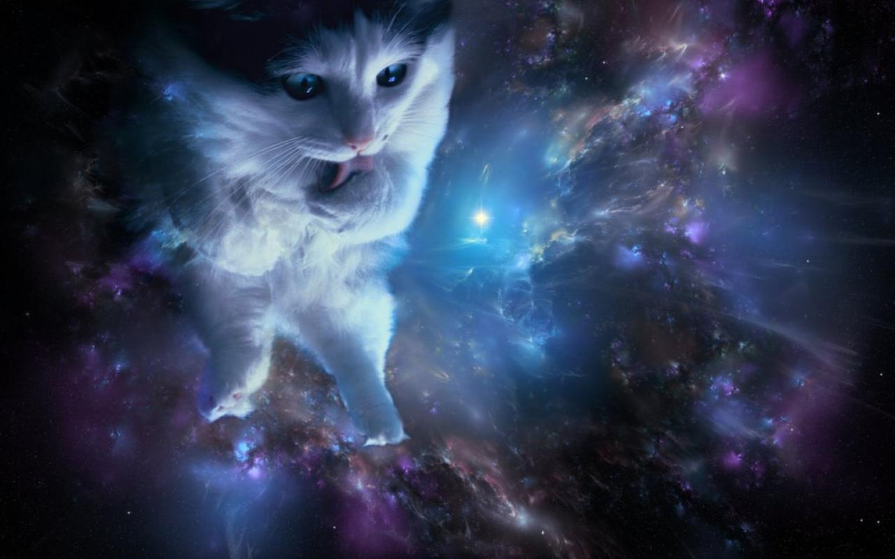 Space Cat Wallpapers