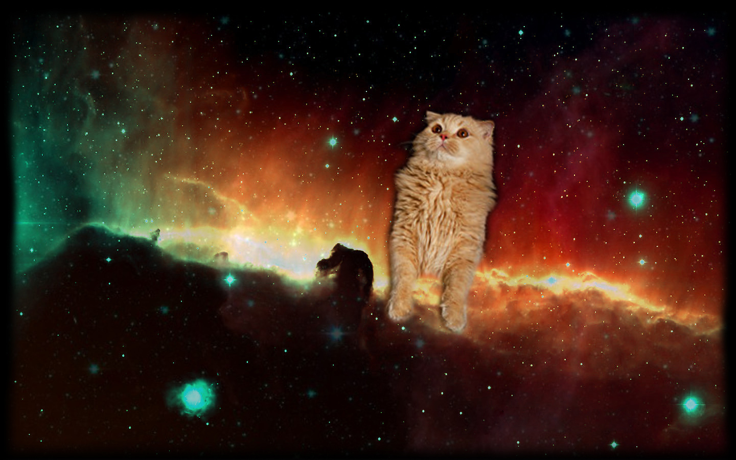 Space Cat Wallpapers