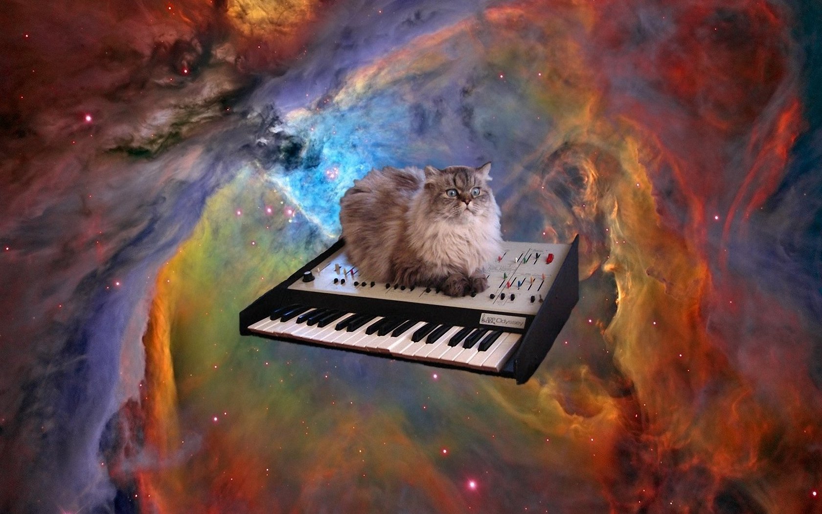 Space Cat Wallpapers