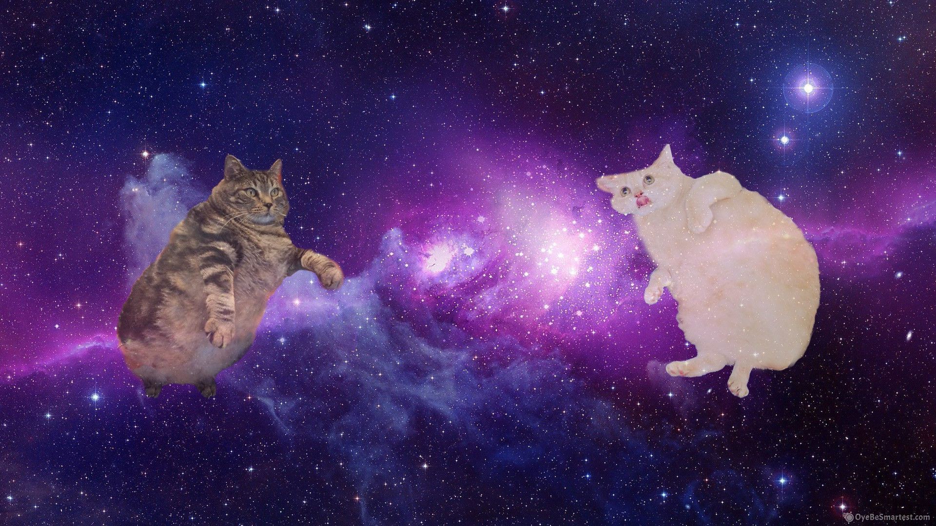 Space Cat Wallpapers