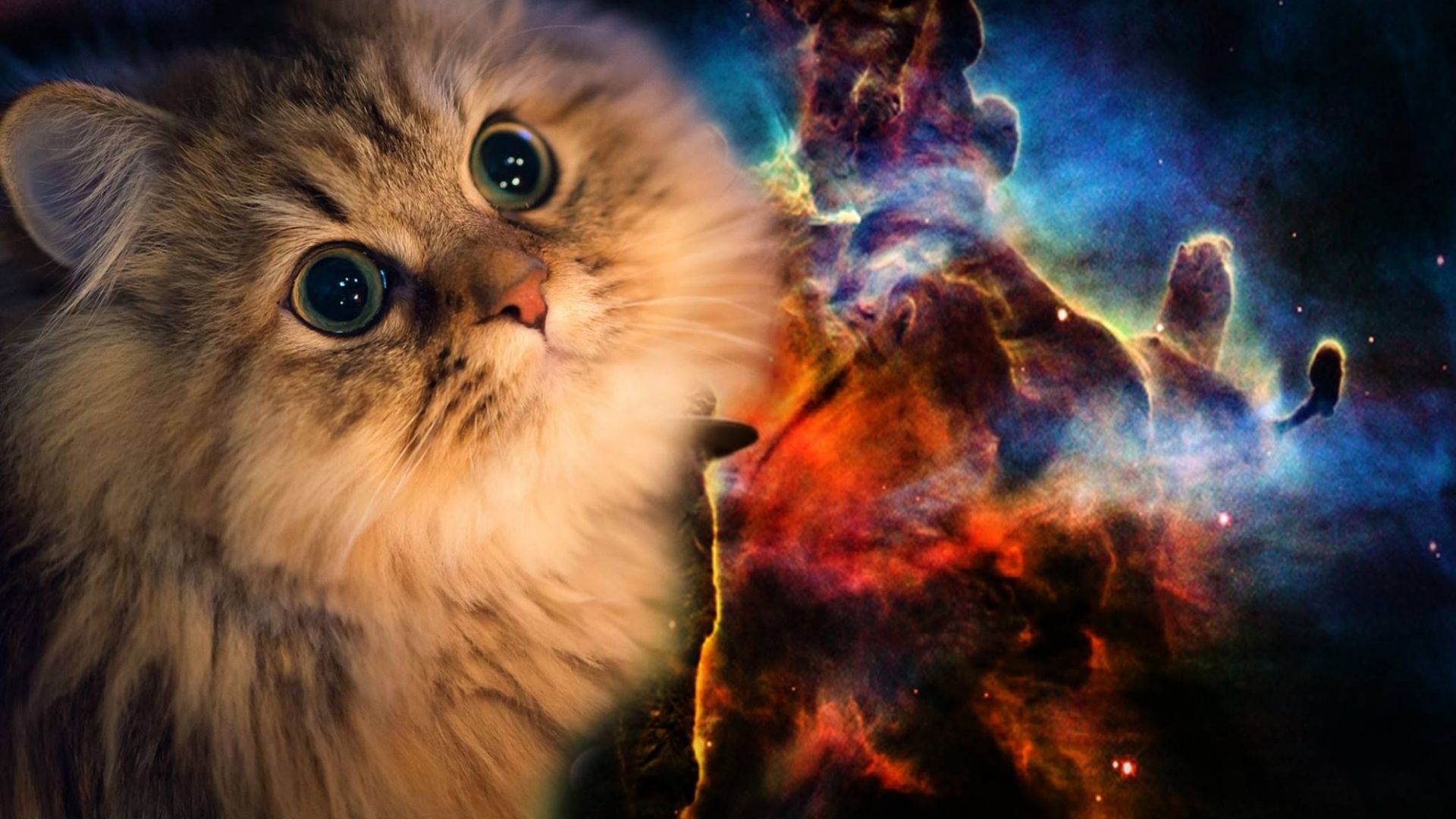 Space Cat Wallpapers