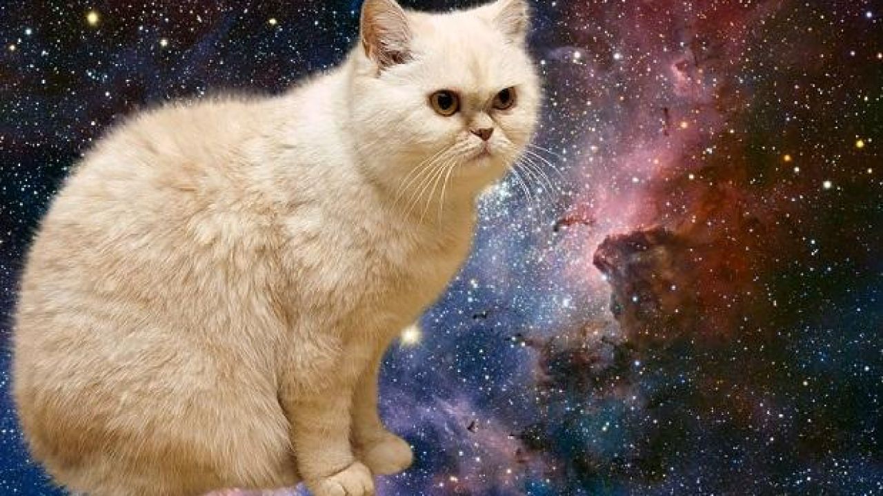 Space Cat Wallpapers