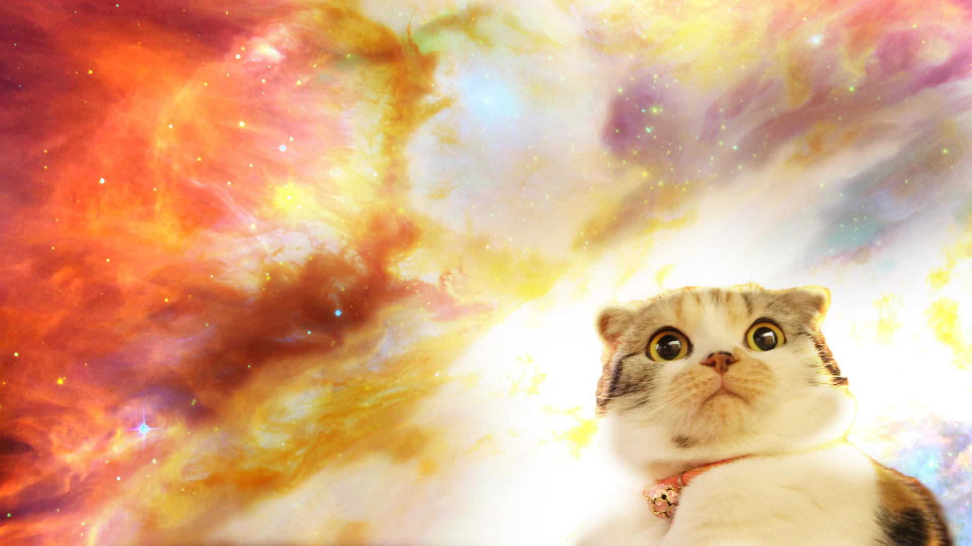 Space Laser Cat Wallpapers