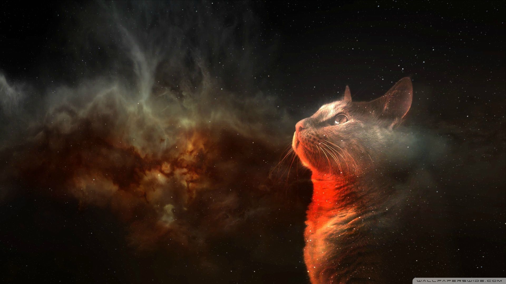 Space Laser Cat Wallpapers