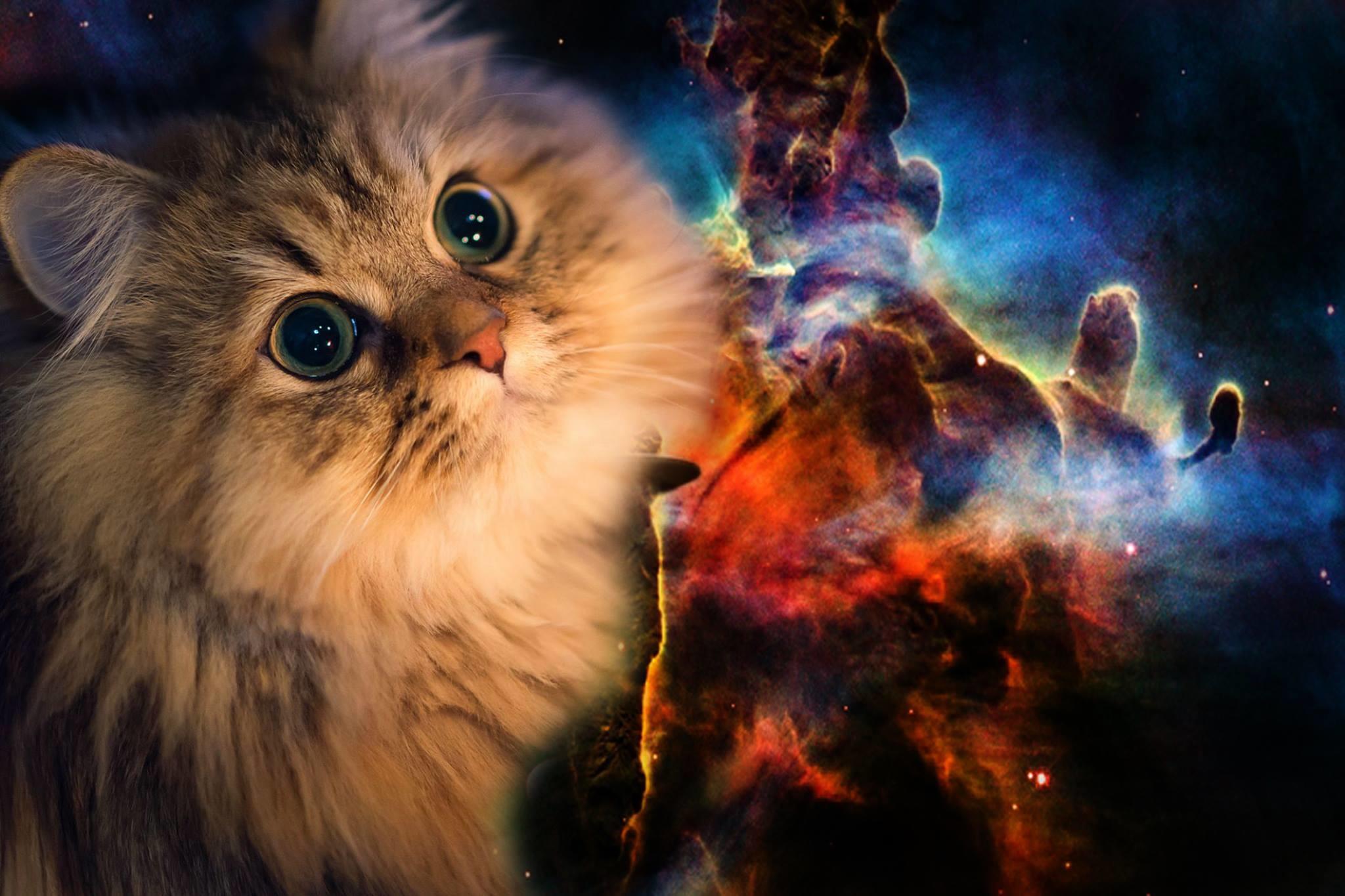 Space Laser Cat Wallpapers