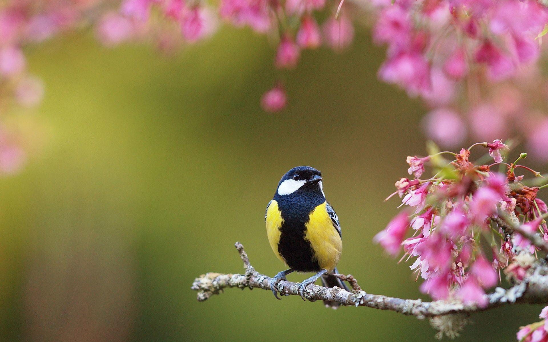 Spring Bird Wallpapers