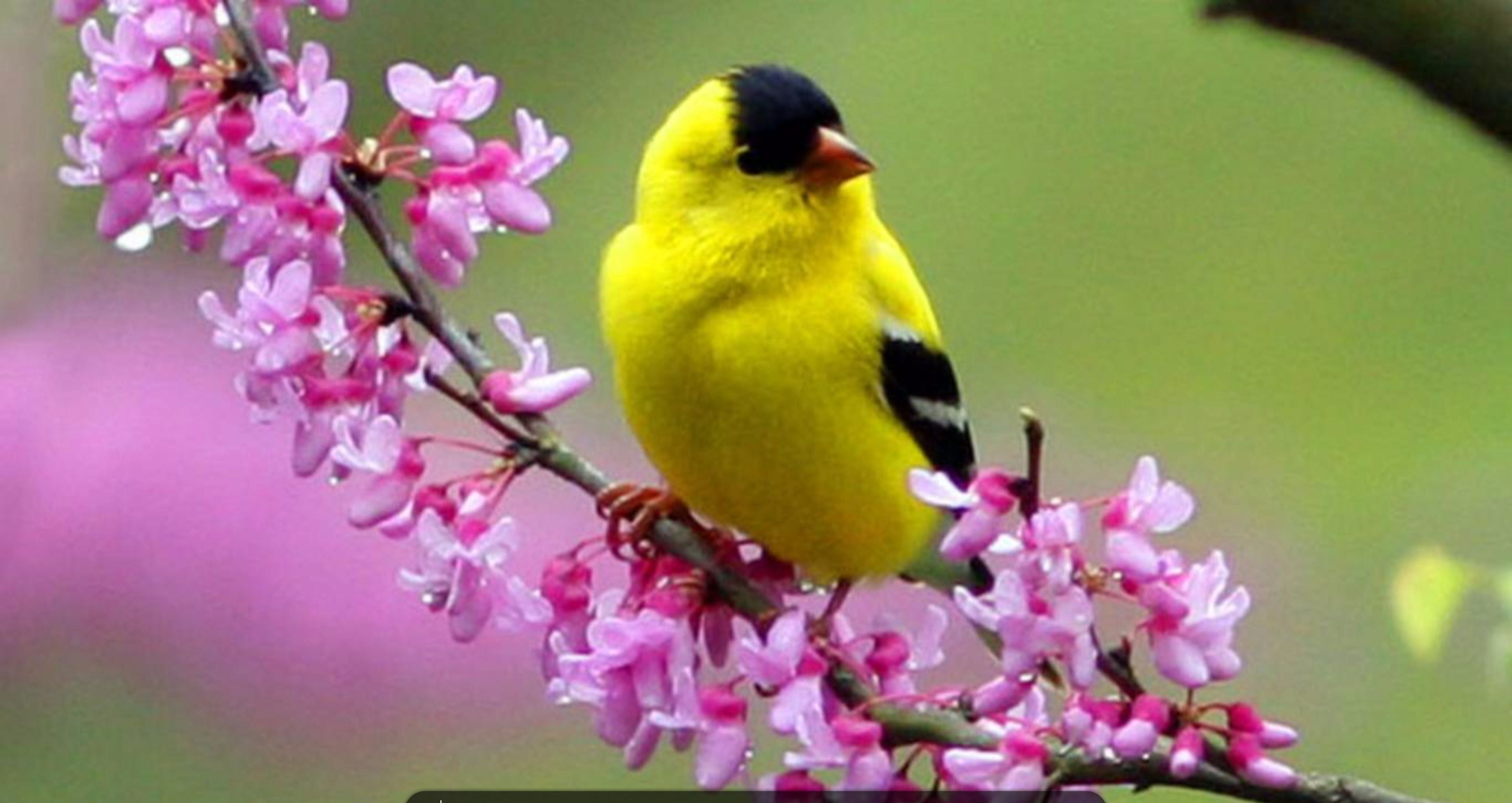 Spring Bird Wallpapers