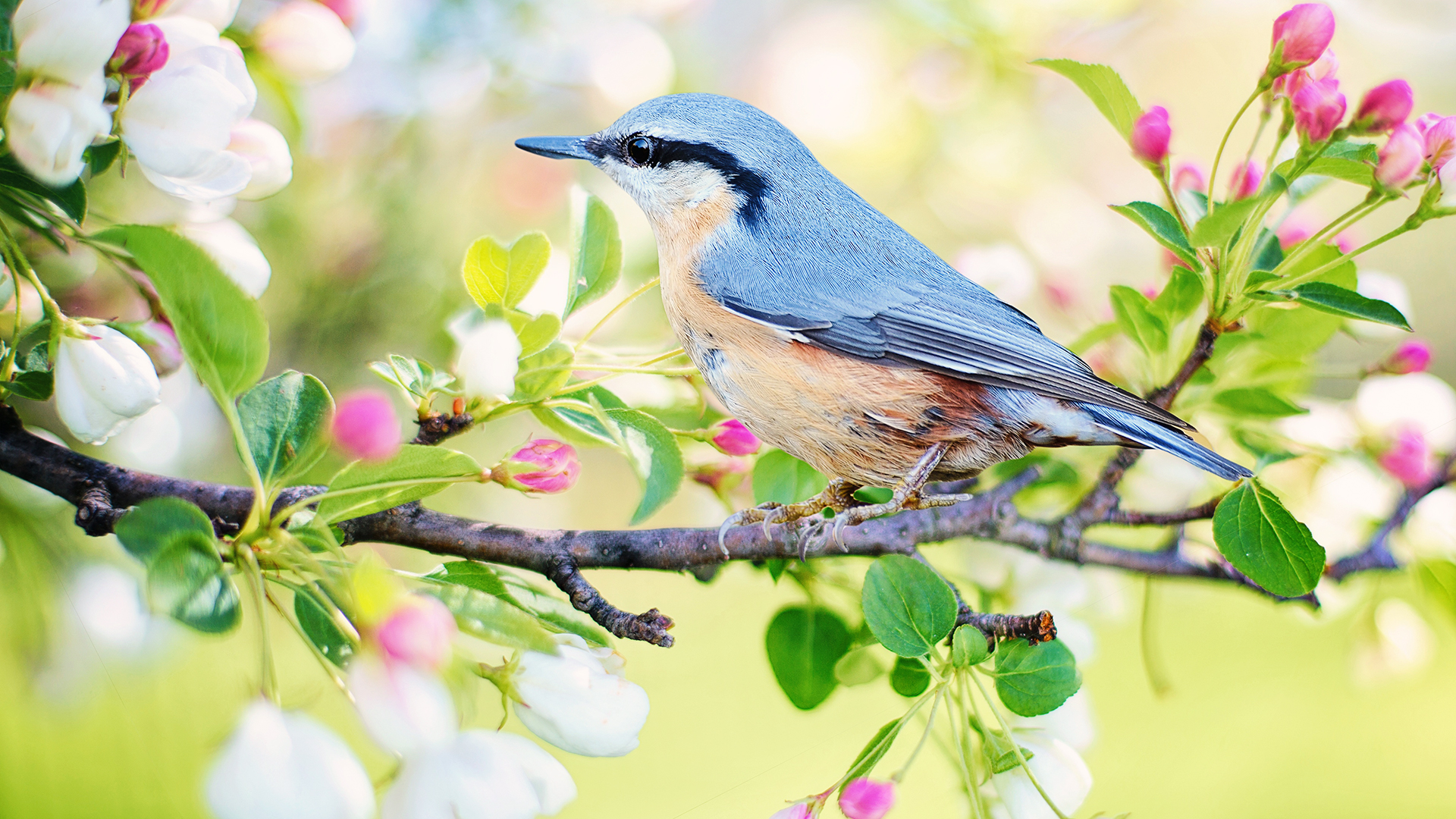 Spring Bird Wallpapers