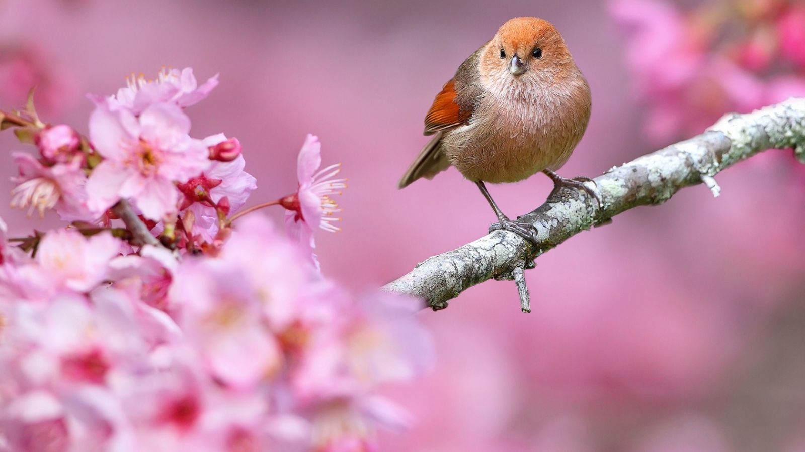 Spring Bird Wallpapers