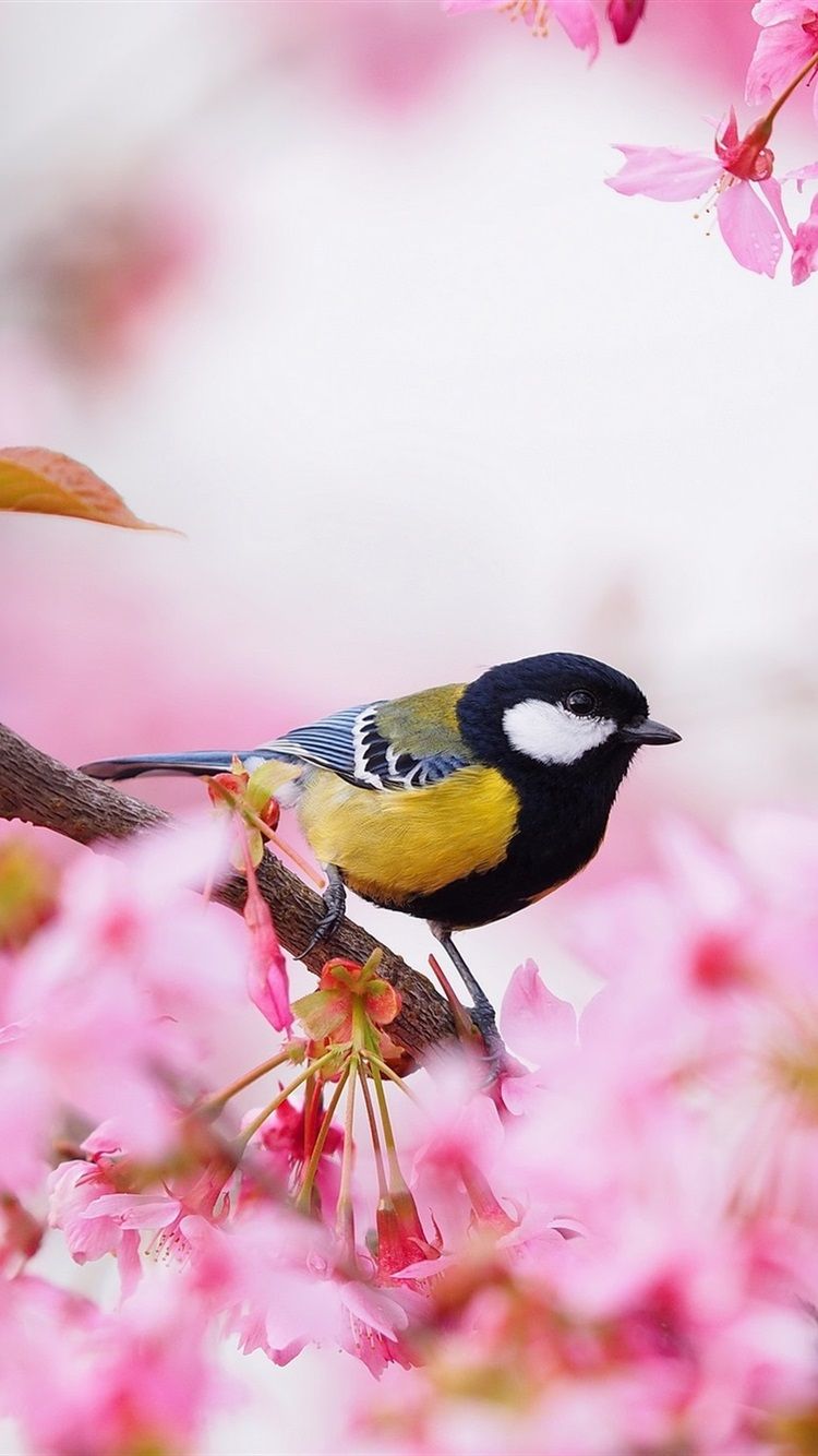 Spring Bird Wallpapers