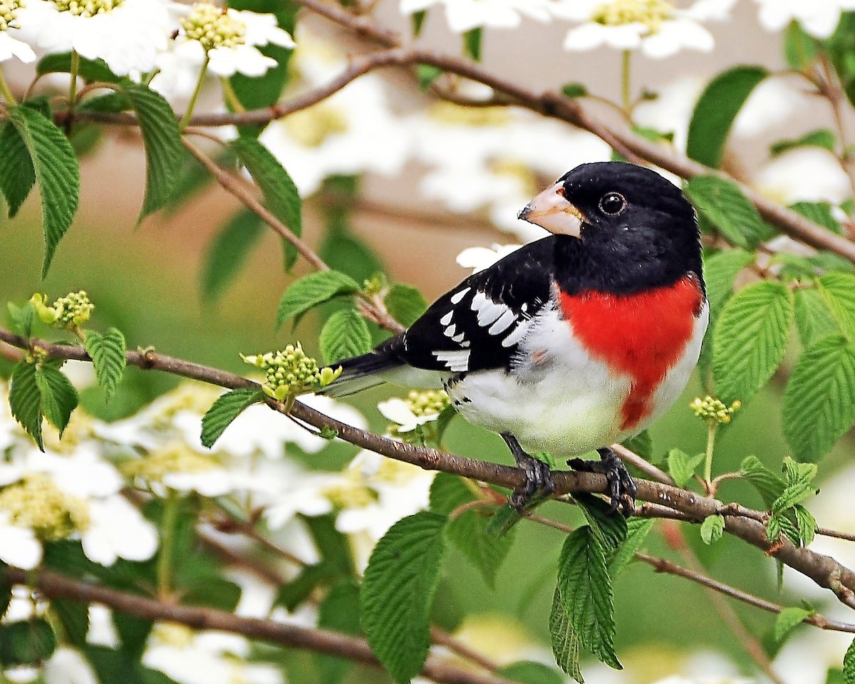 Spring Bird Wallpapers