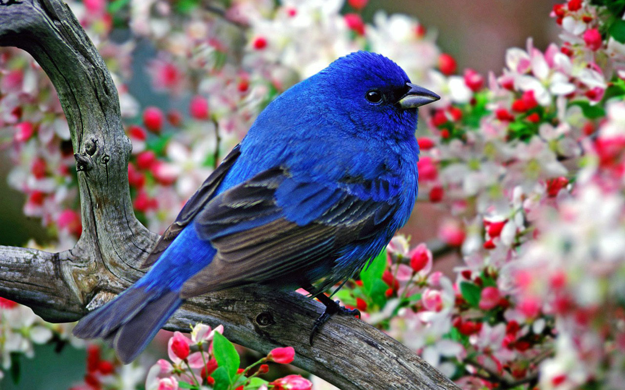 Spring Bird Wallpapers