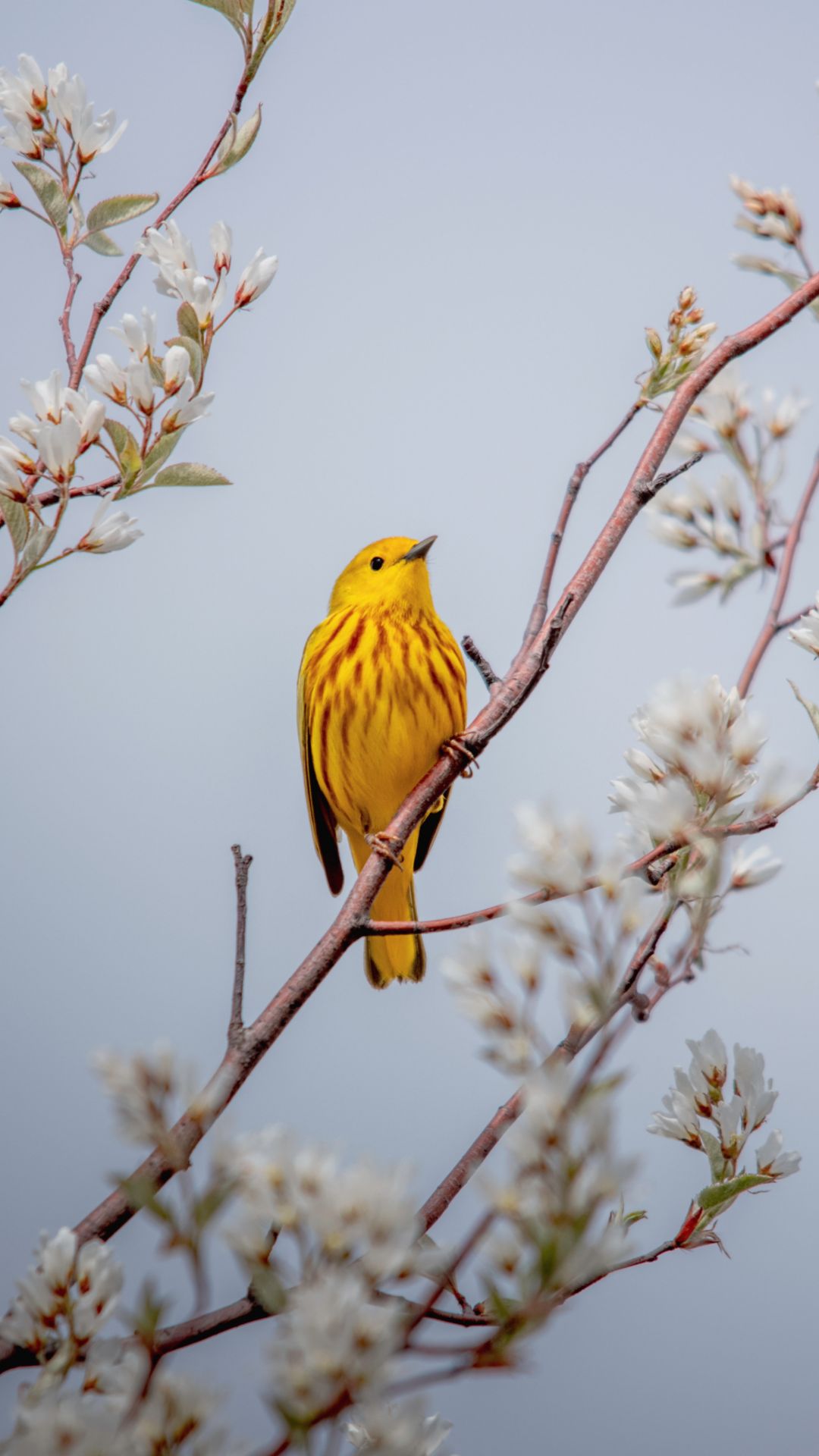 Spring Bird Wallpapers