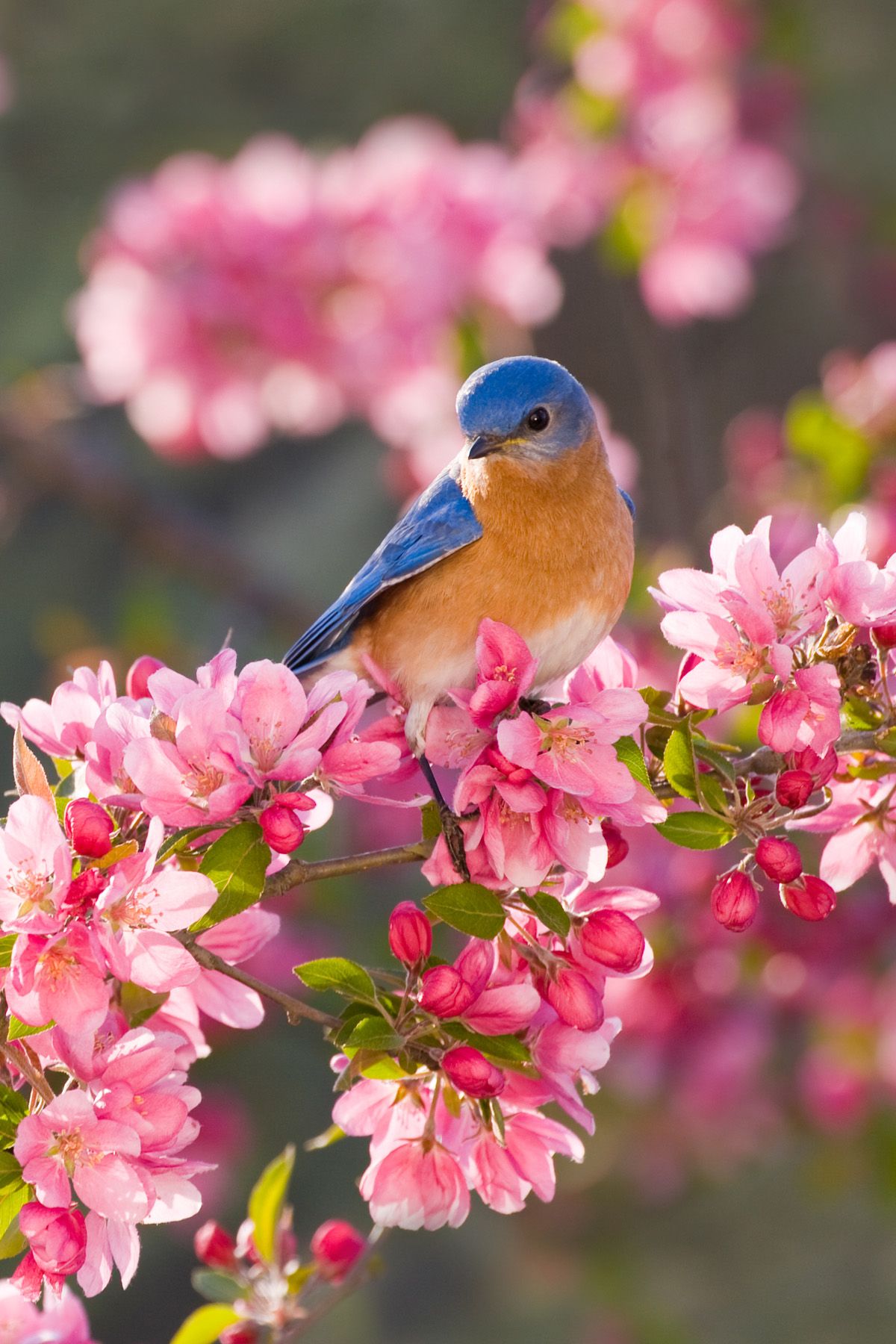 Spring Bird Wallpapers