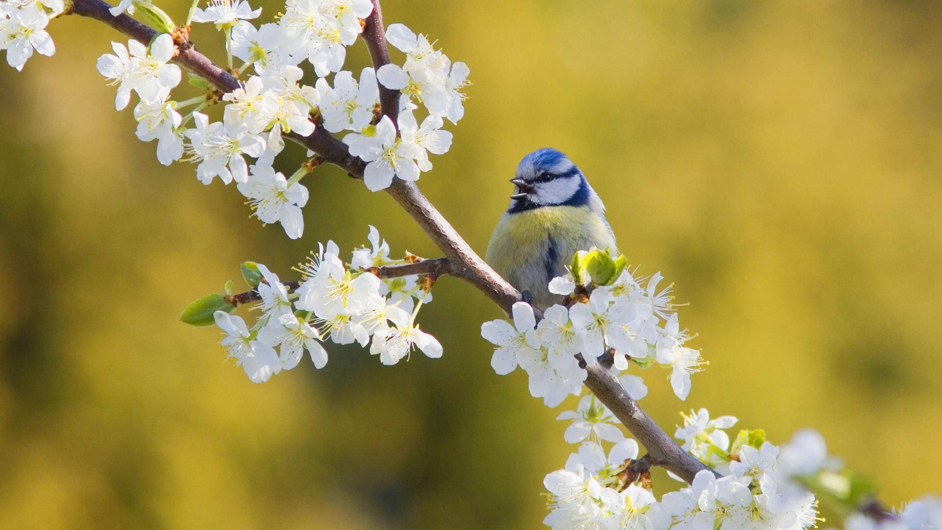 Spring Bird Wallpapers