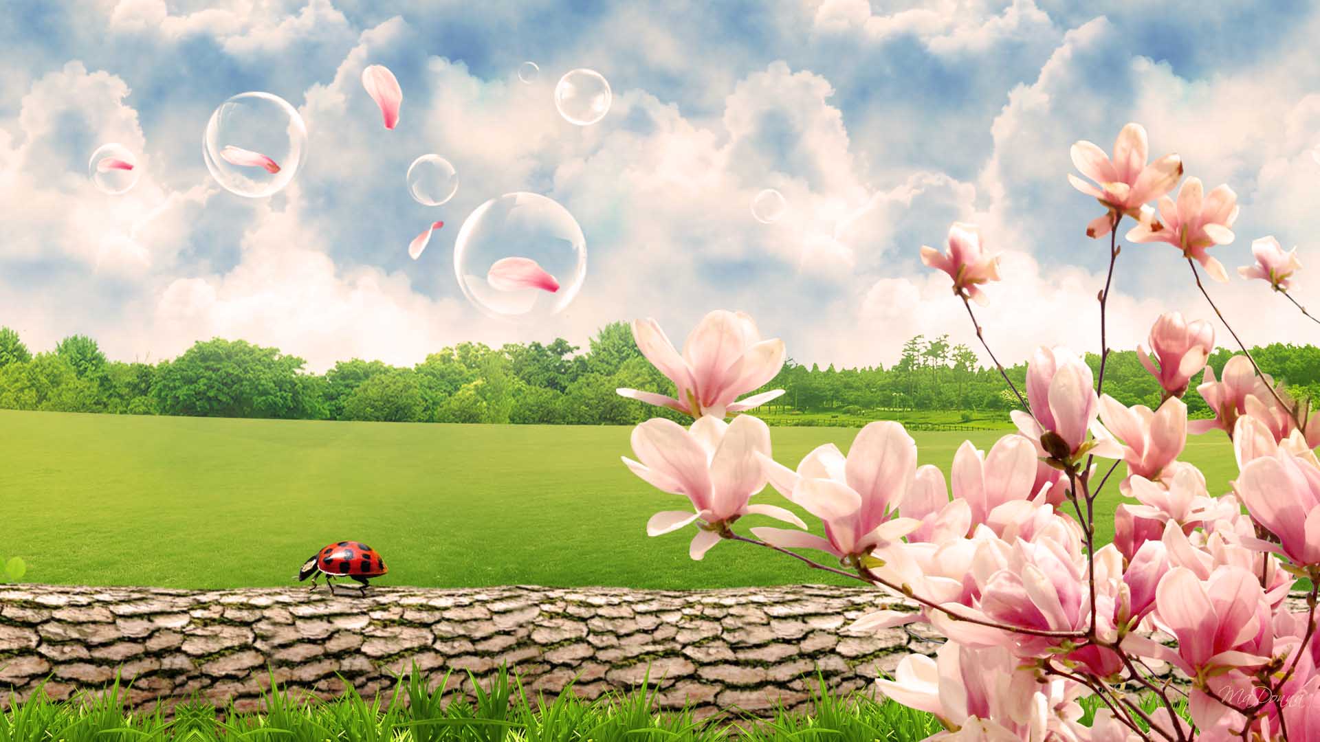 Spring Scenes Photos Wallpapers