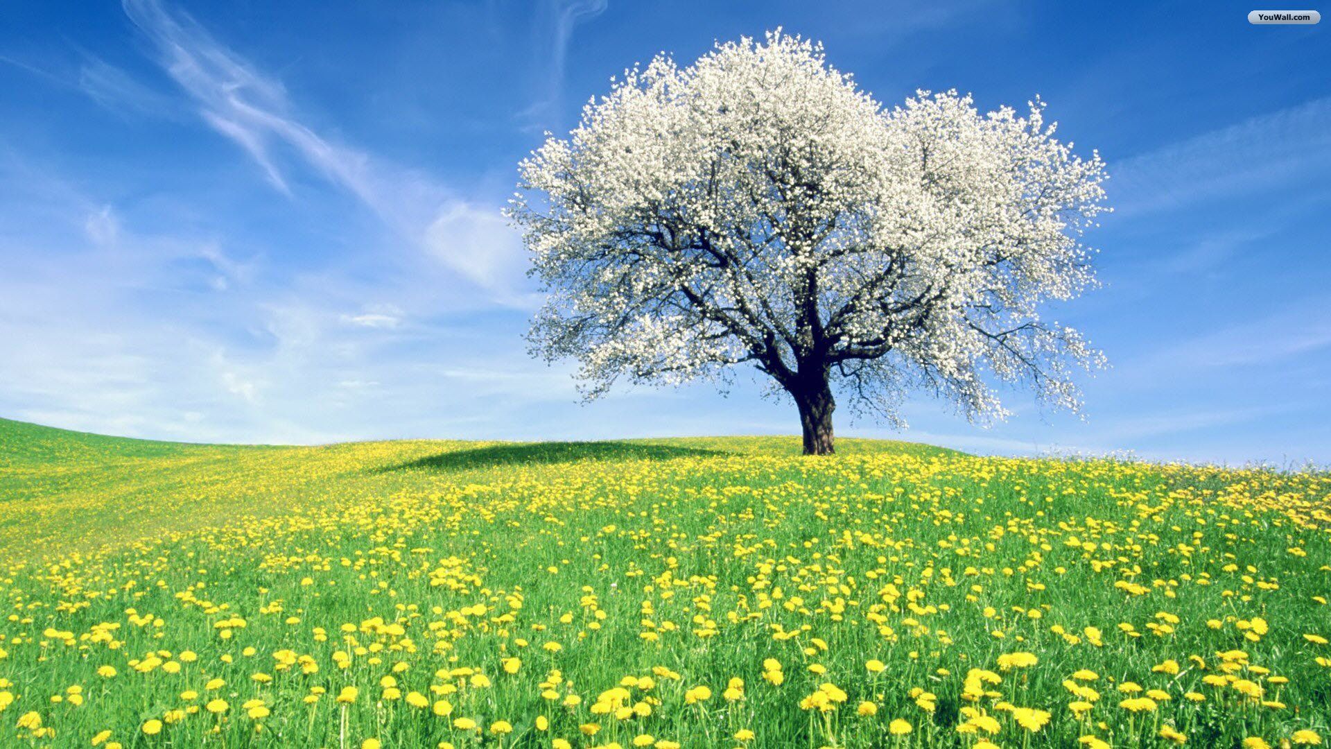 Spring Tree Wallpapers