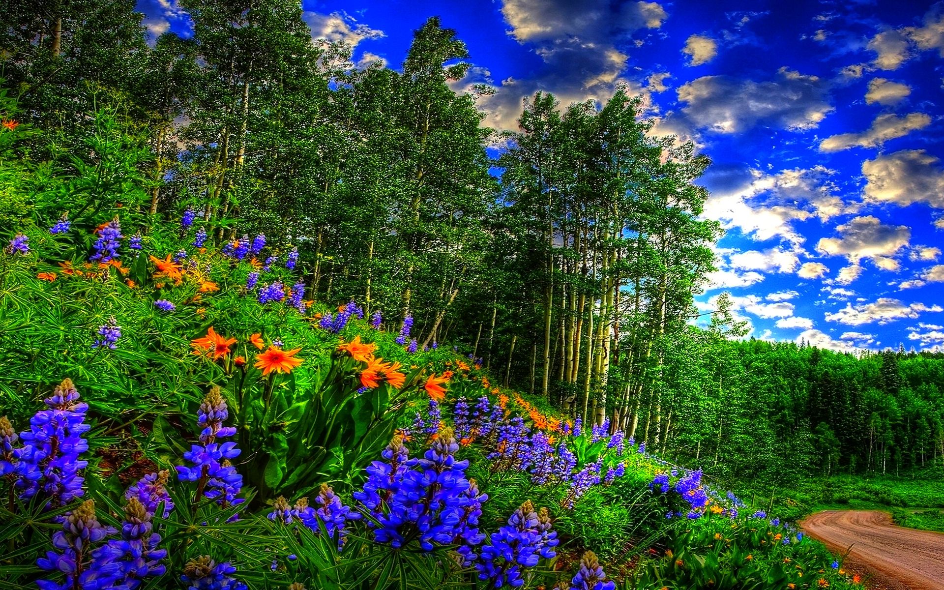 Spring Woods Wallpapers