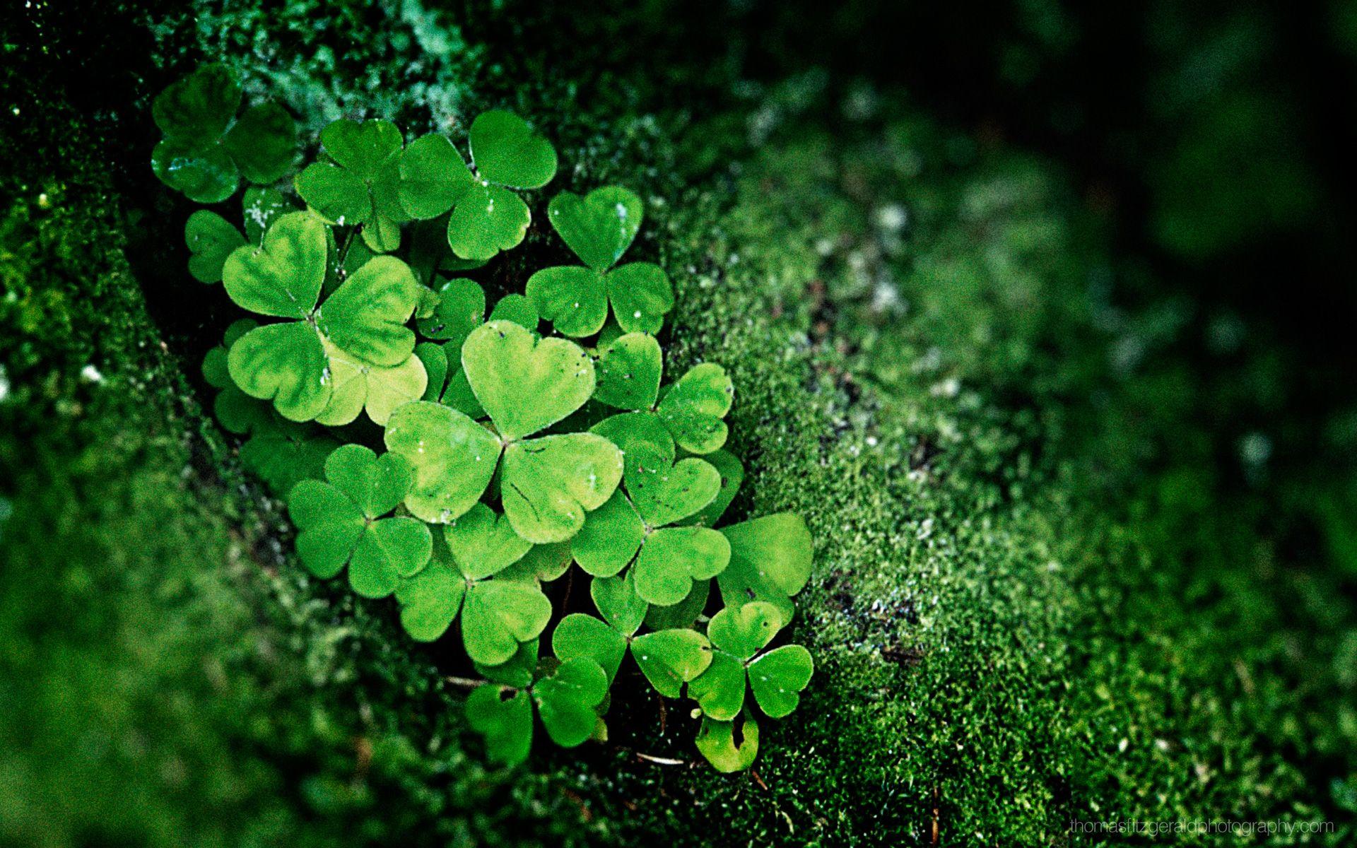 St Patrick'S Day Screensavers Wallpapers