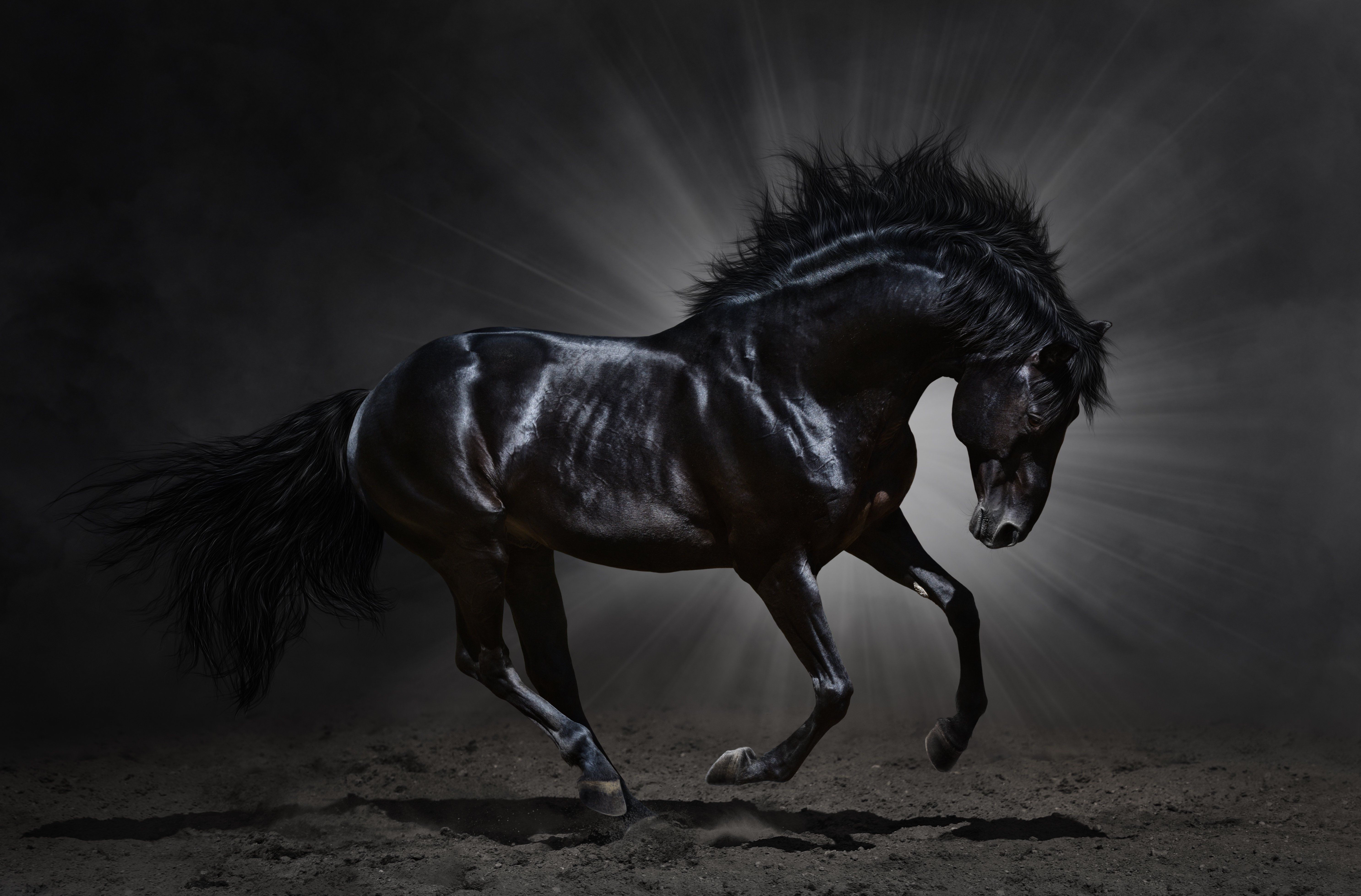 Stallion Wallpapers