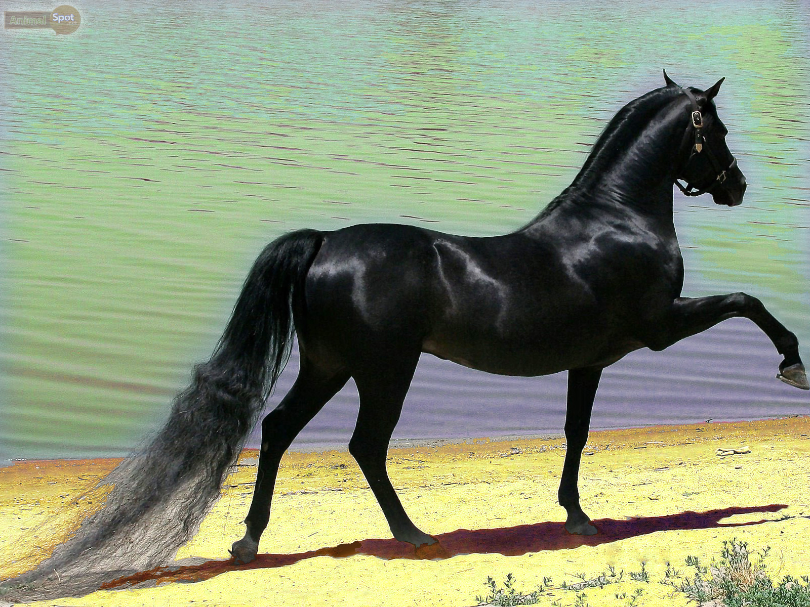 Stallion Wallpapers