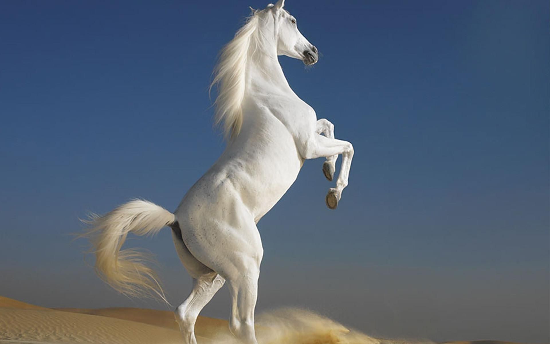 Stallion Wallpapers