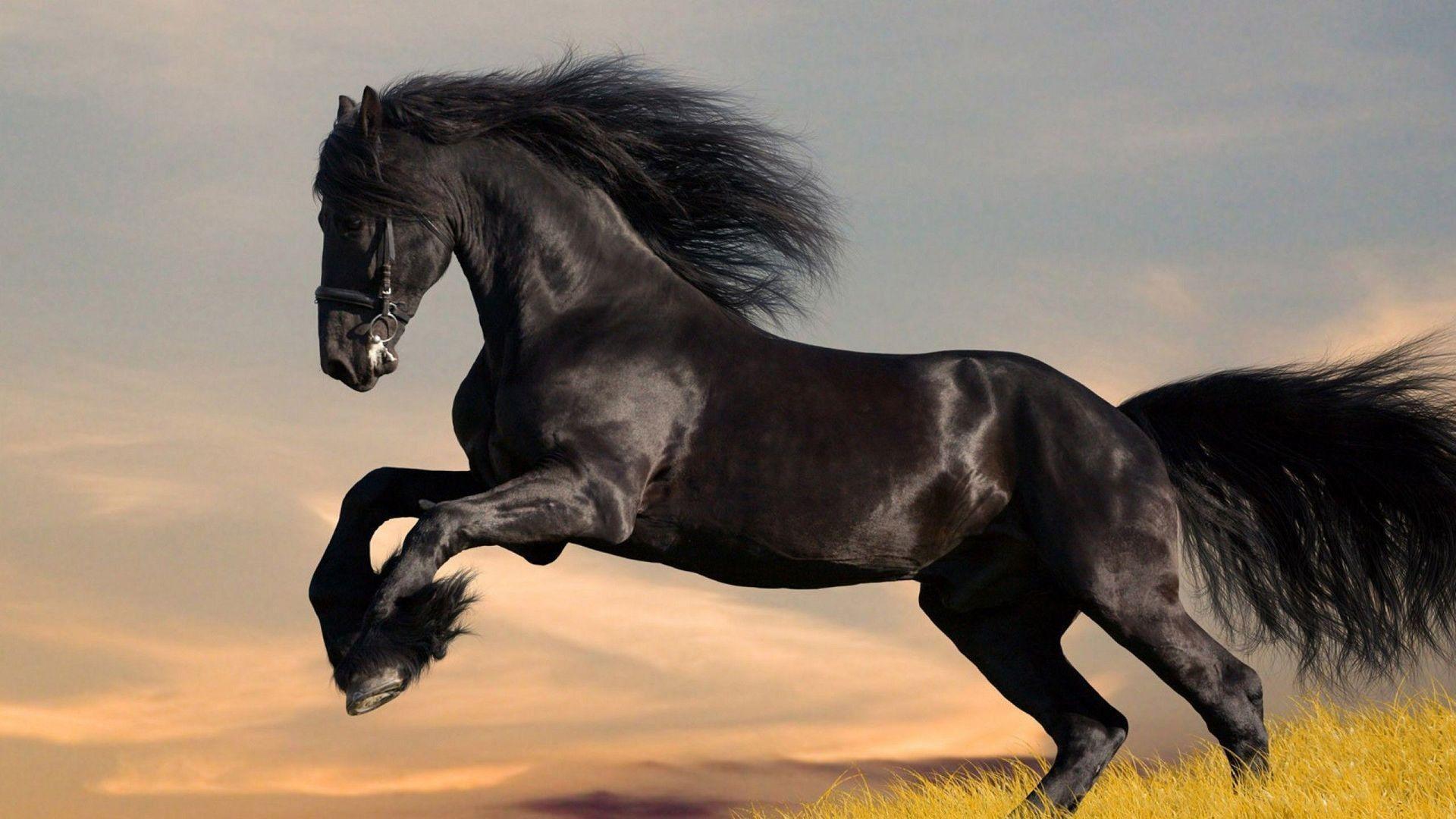 Stallion Wallpapers