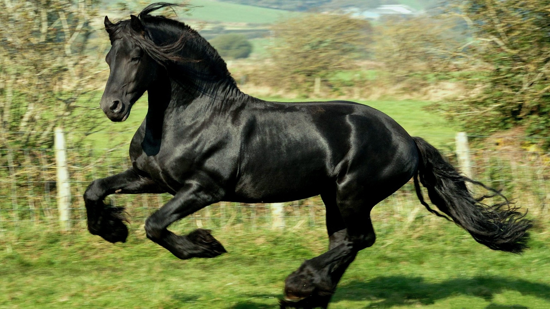 Stallion Wallpapers