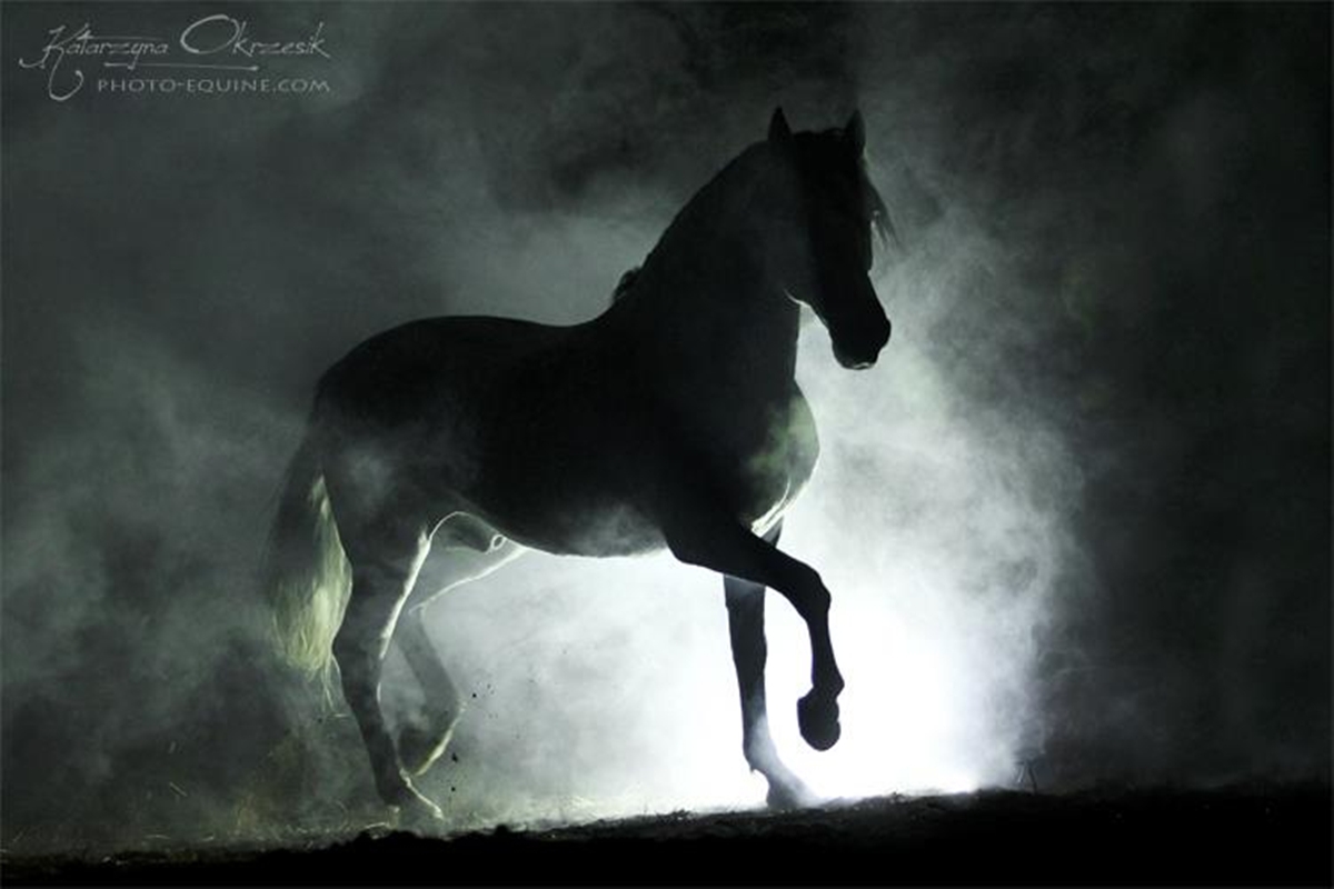 Stallion Wallpapers