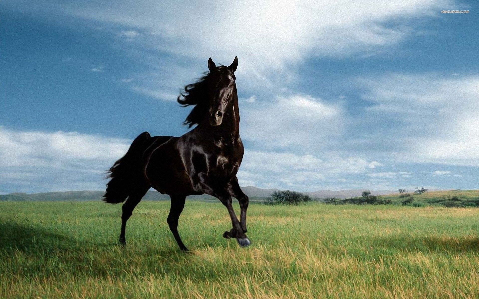 Stallion Wallpapers