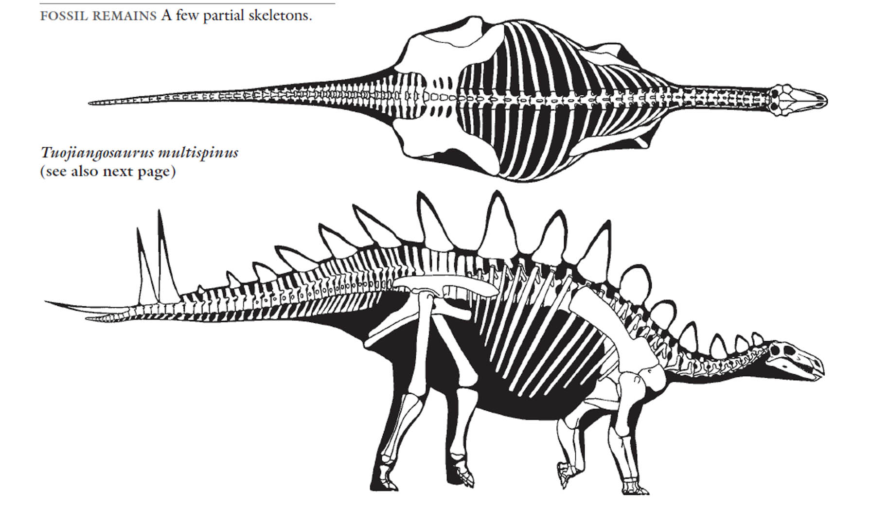 Stegosaurus Wallpapers