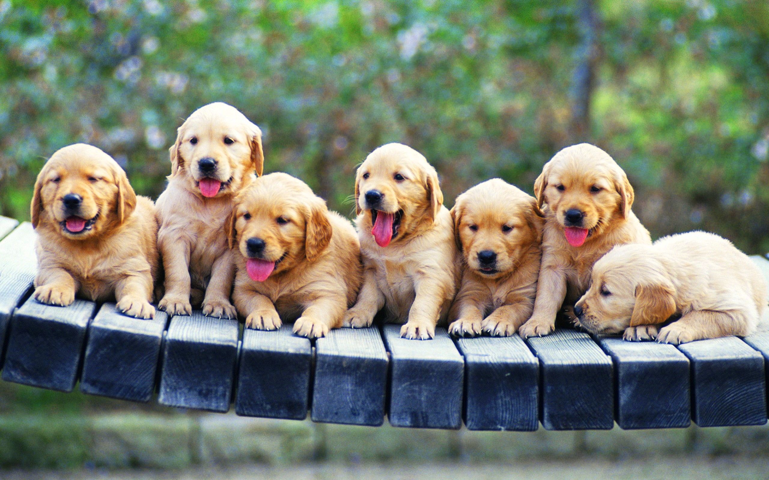 Summer Golden Retriever Wallpapers