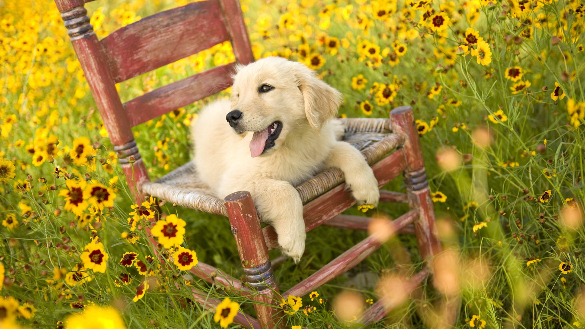 Summer Golden Retriever Wallpapers