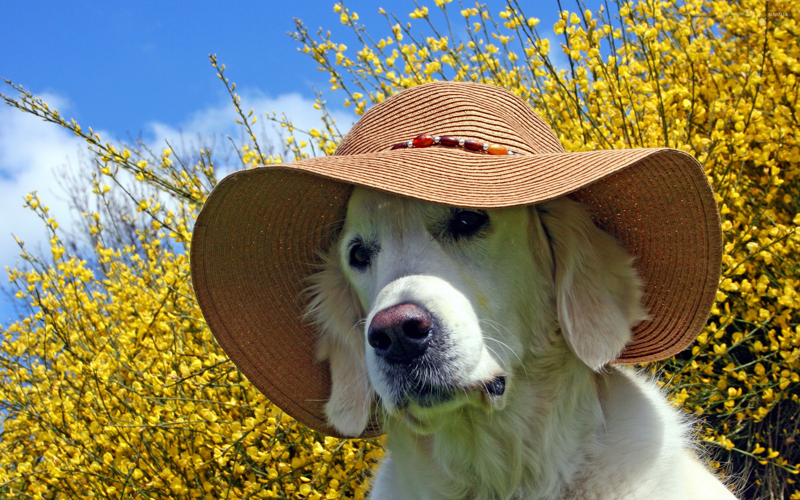 Summer Golden Retriever Wallpapers