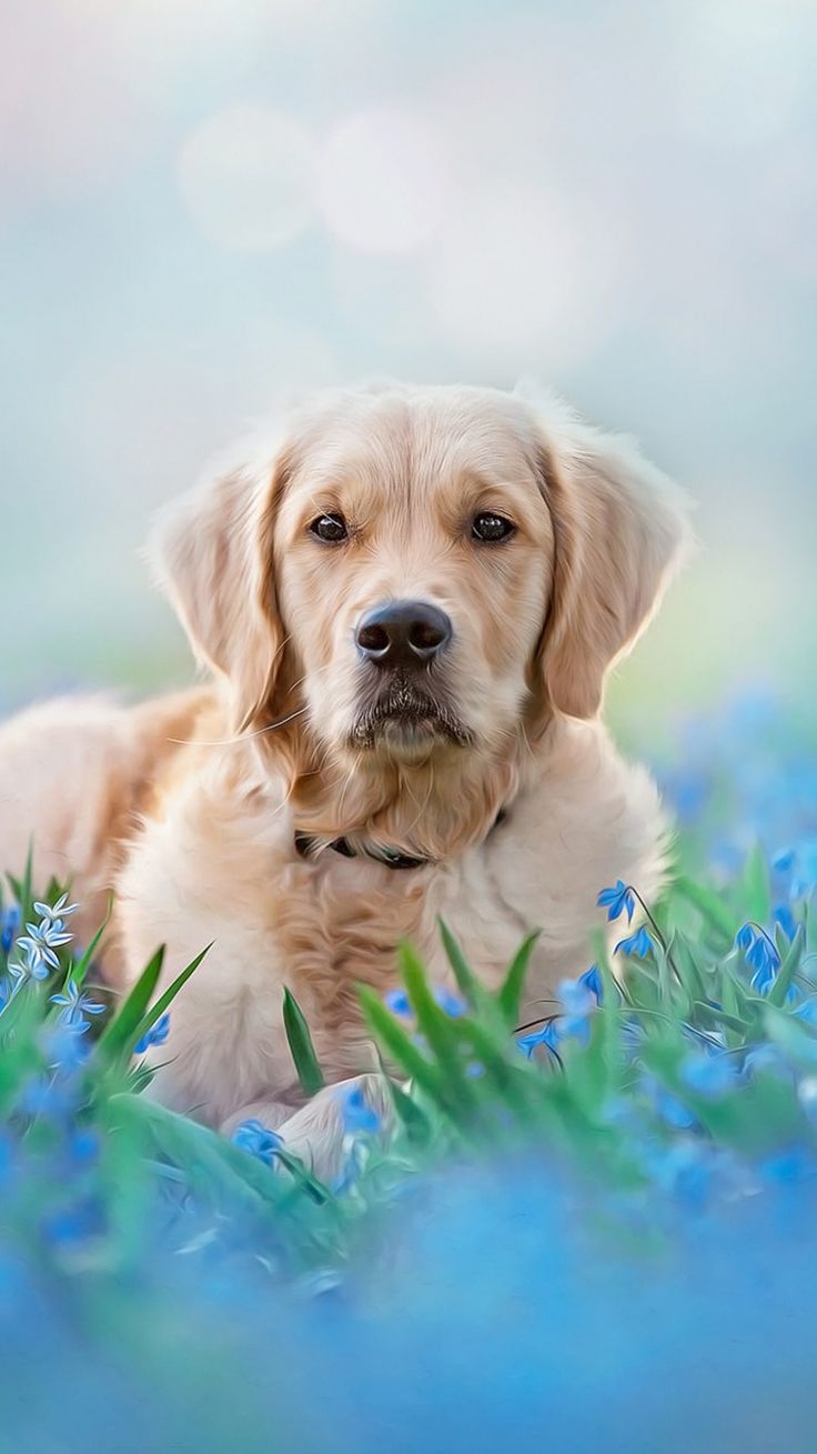 Summer Golden Retriever Wallpapers