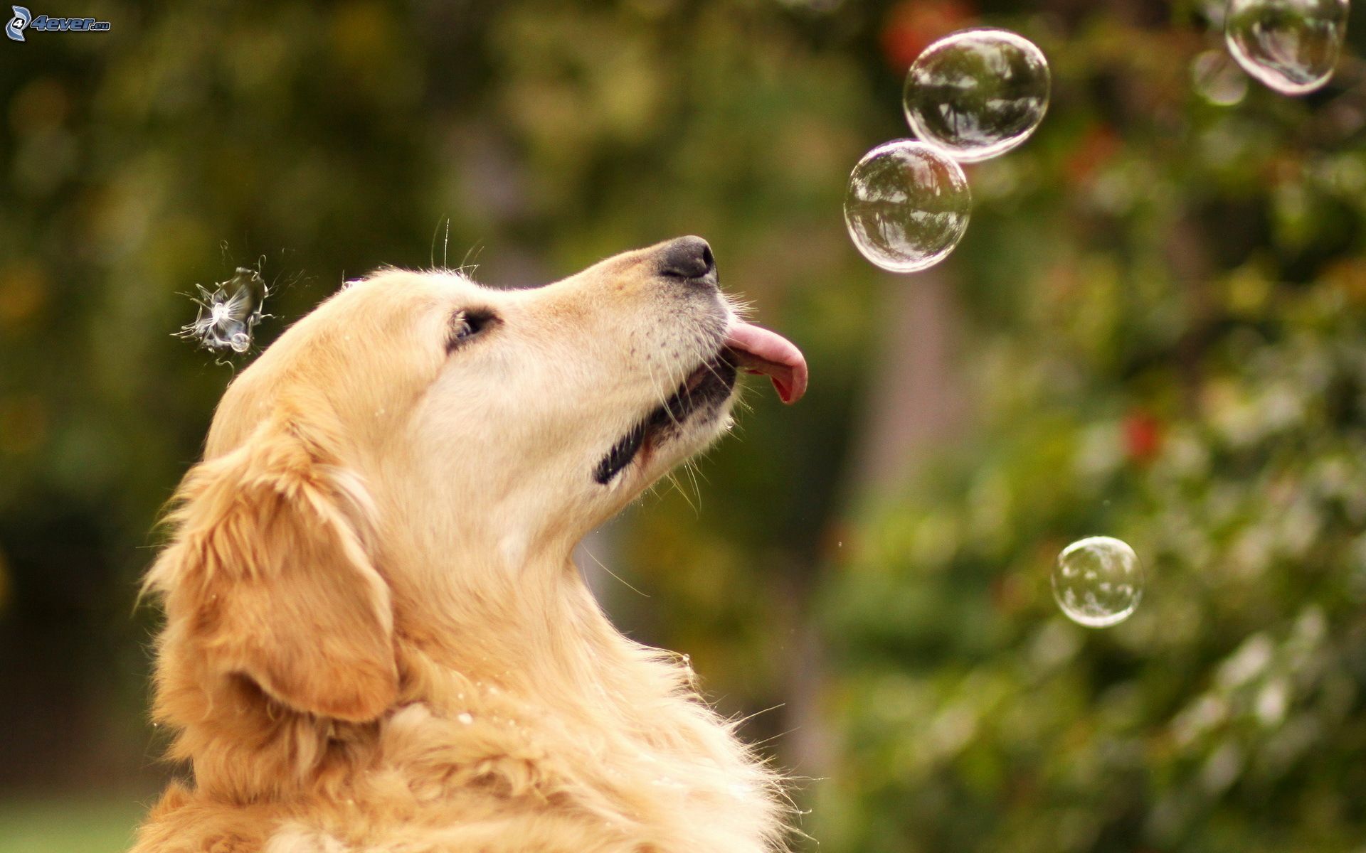 Summer Golden Retriever Wallpapers