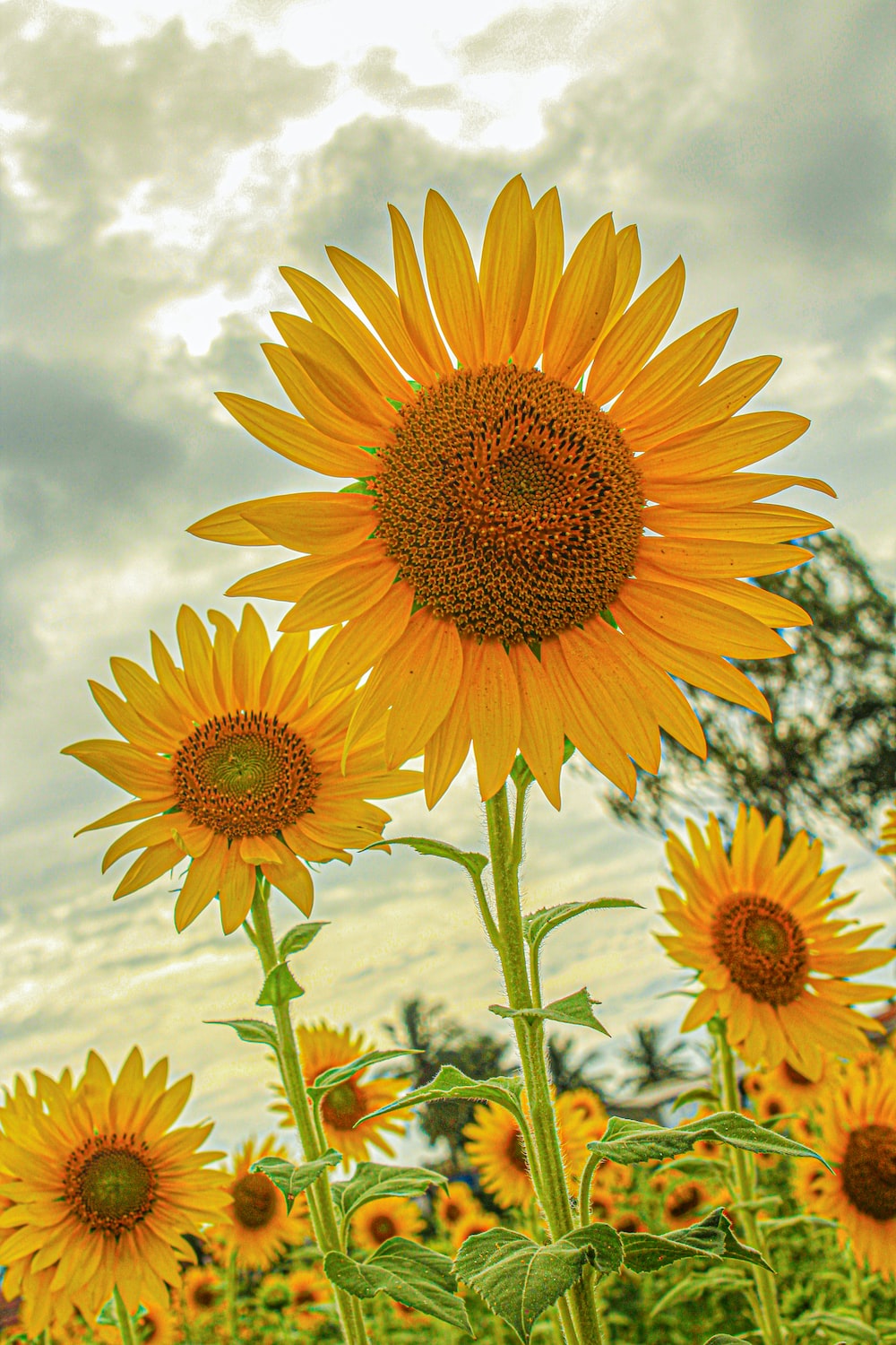 Sunflower Art Wallpapers