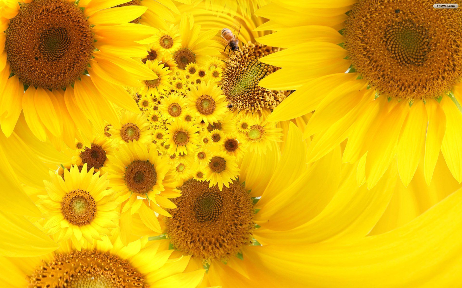 Sunflower Art Wallpapers