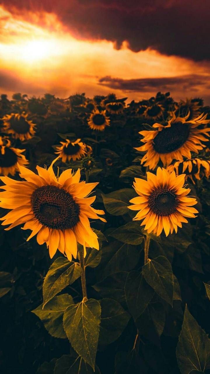 Sunflower Fall Cover Photos Wallpapers