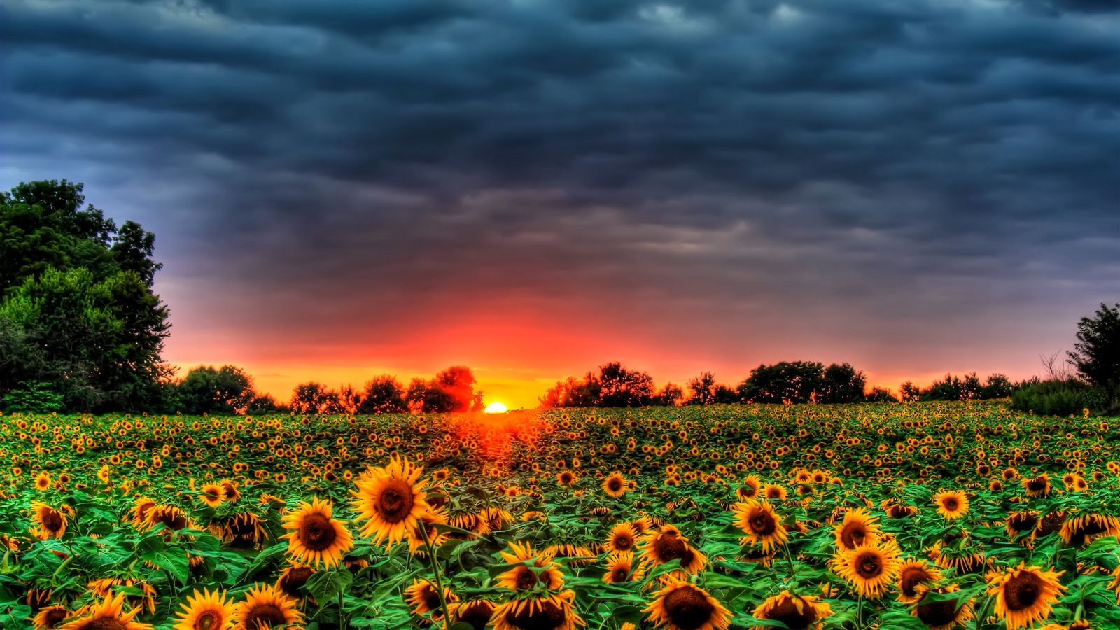 Sunflower Fall Cover Photos Wallpapers