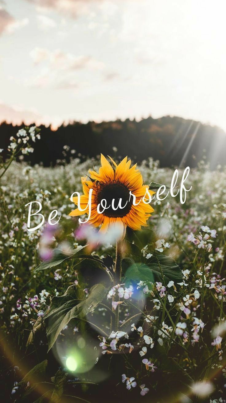 Sunflower Quotes Wallpapers