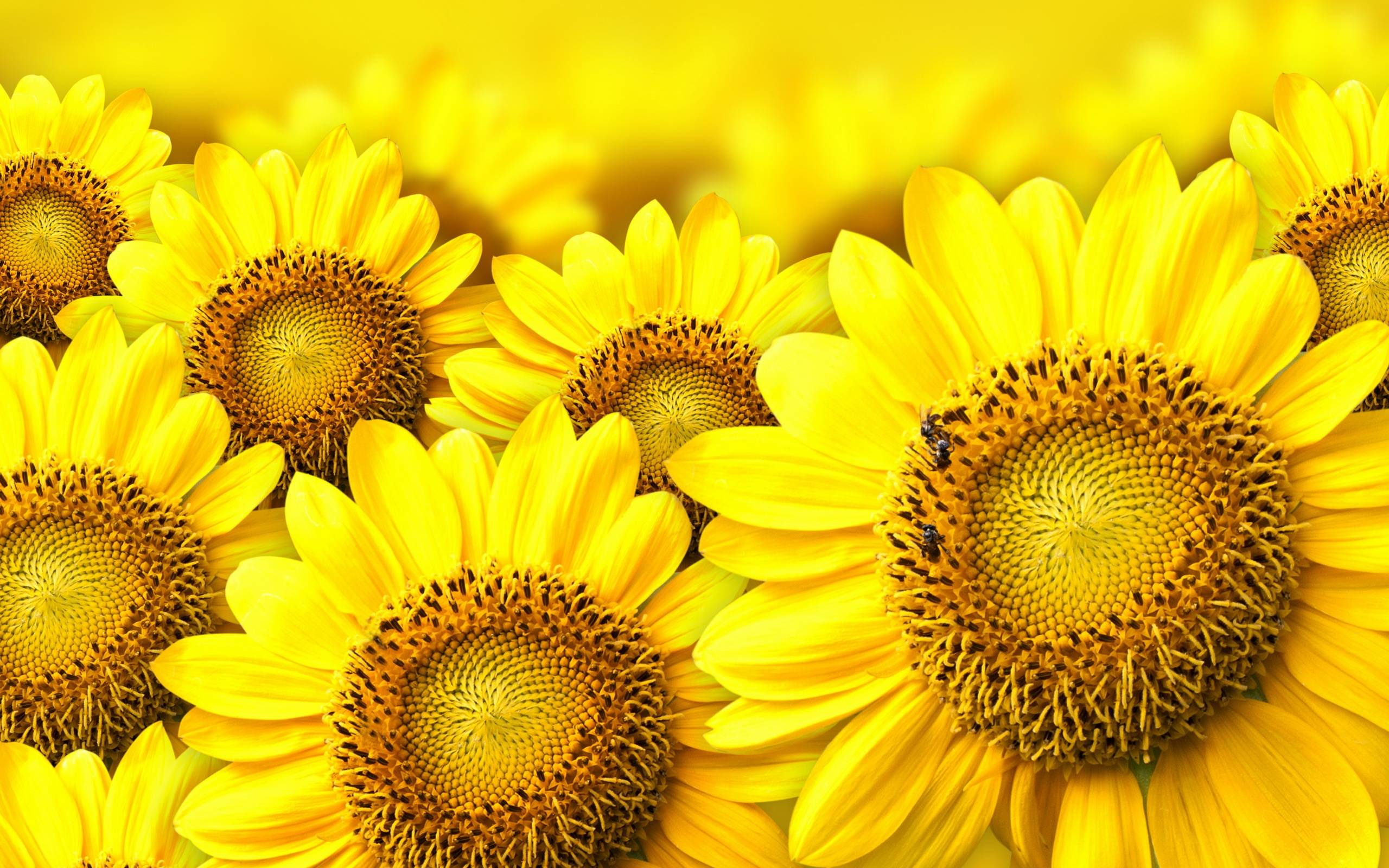 Sunflowers And Roses Wallpapers