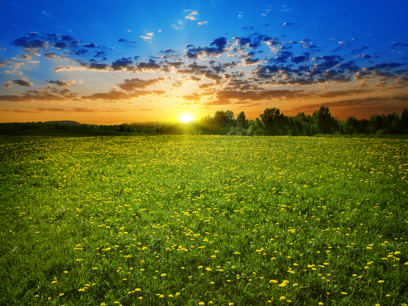 Sunrise Meadow Wallpapers