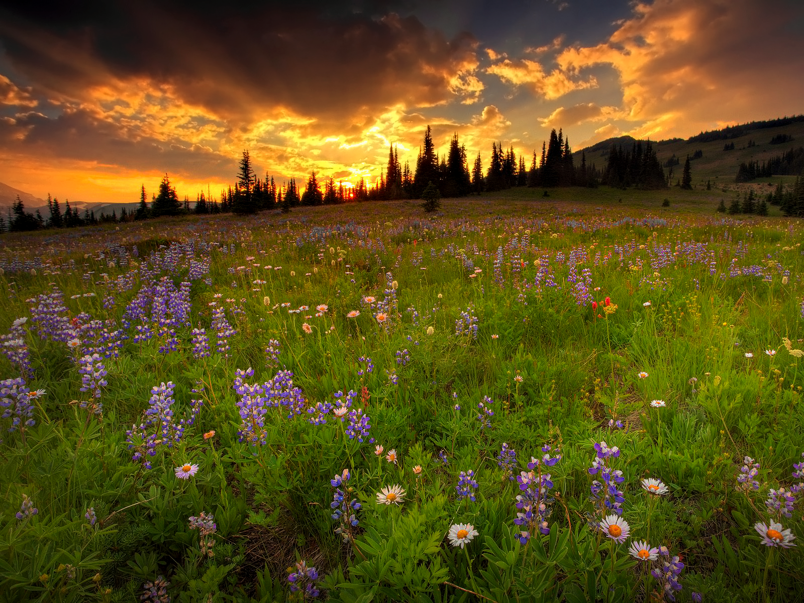 Sunrise Meadow Wallpapers