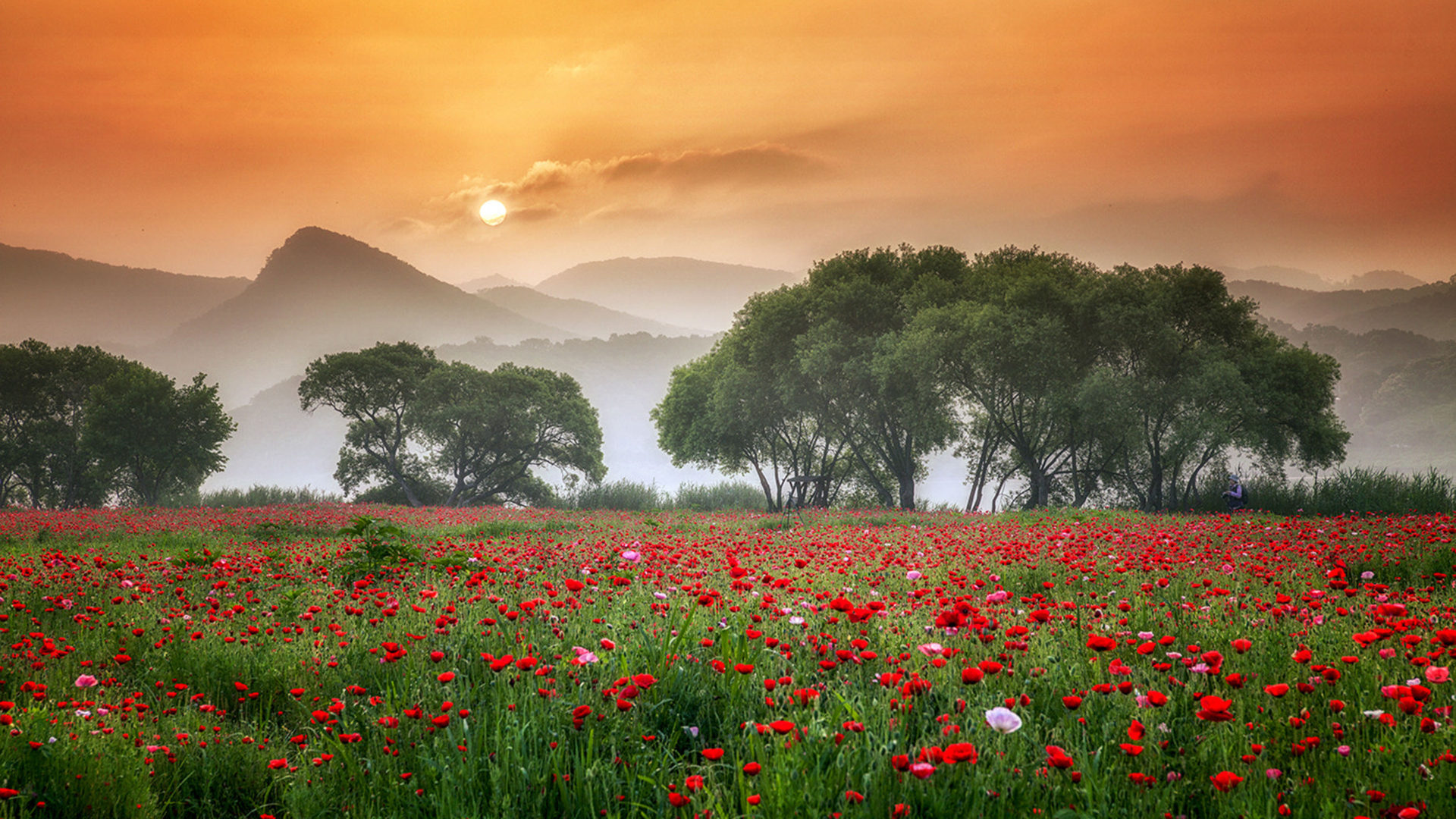 Sunrise Meadow Wallpapers