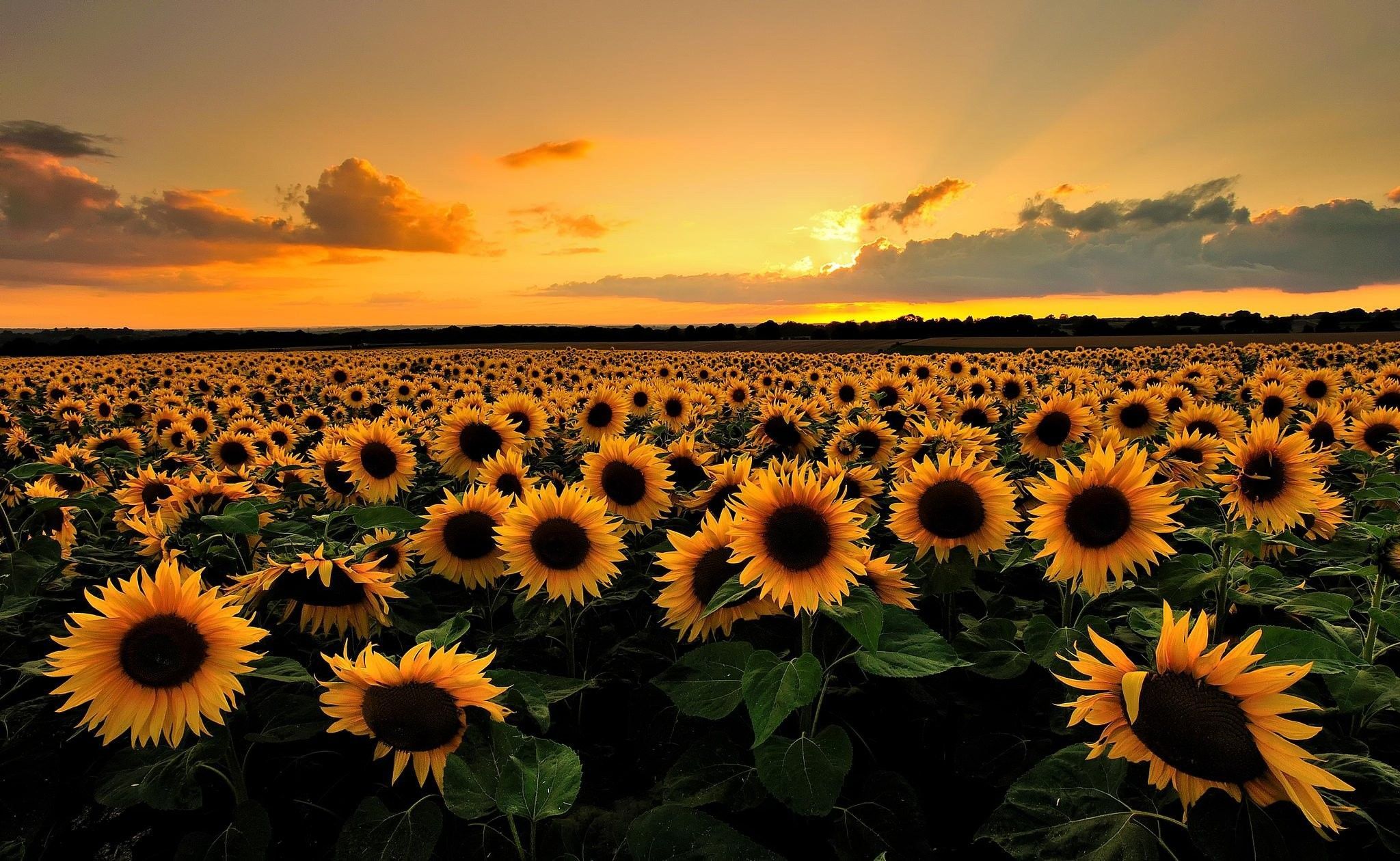 Sunset Flowers Wallpapers